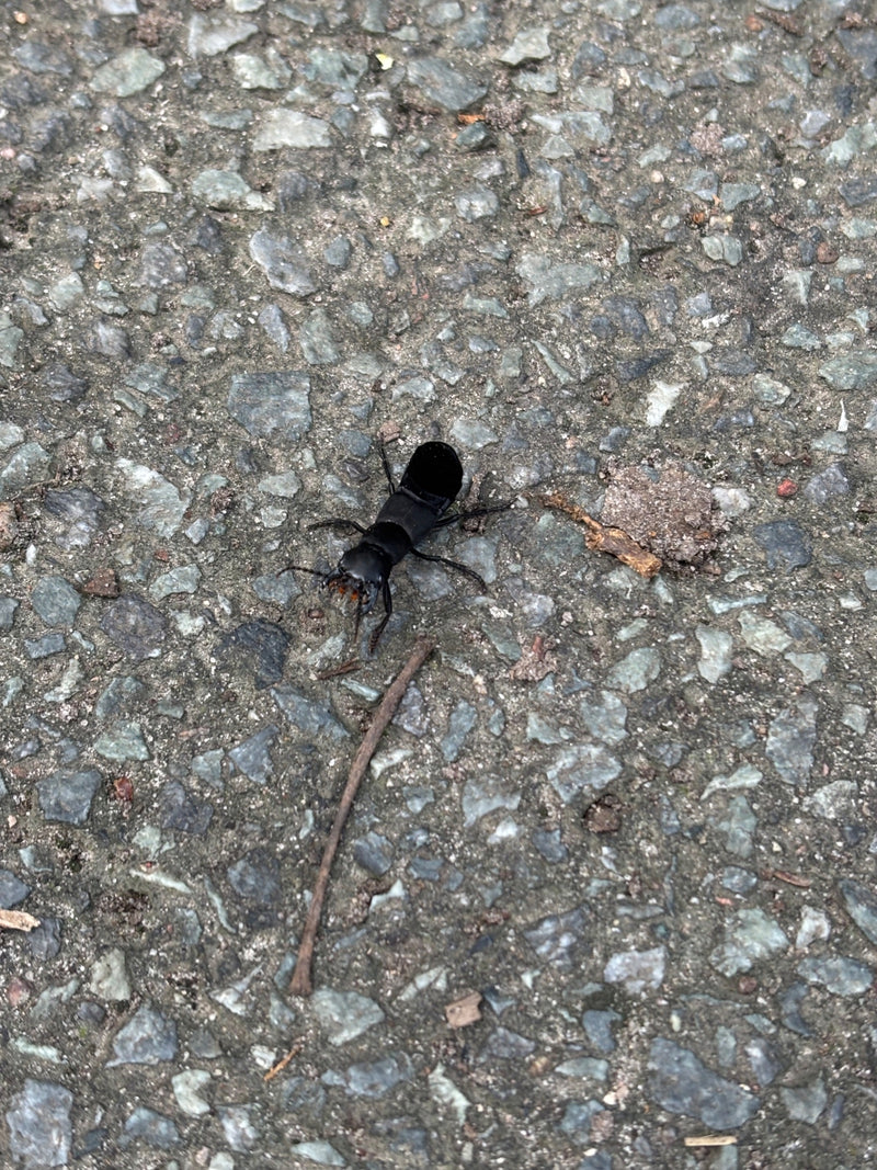 Ein Schwarzer Moderkäfer zeigt auf einem steinigen Untergrund seine charakteristische Drohhaltung mit aufgebogenem Hinterleib.