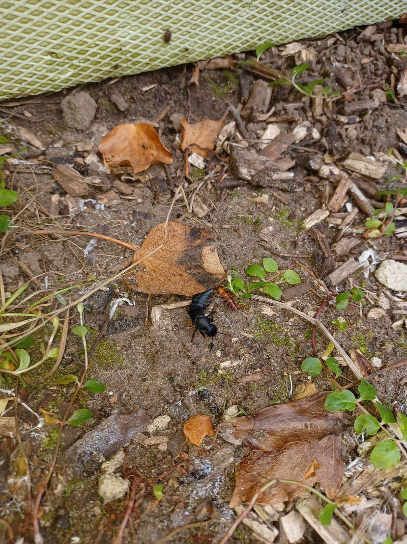 Ein Schwarzer Moderkäfer sitzt auf sandigem Waldboden zwischen trockenem Laub und kleinen Holzstückchen. Das Inekt ist von oben gut zu erkennen.