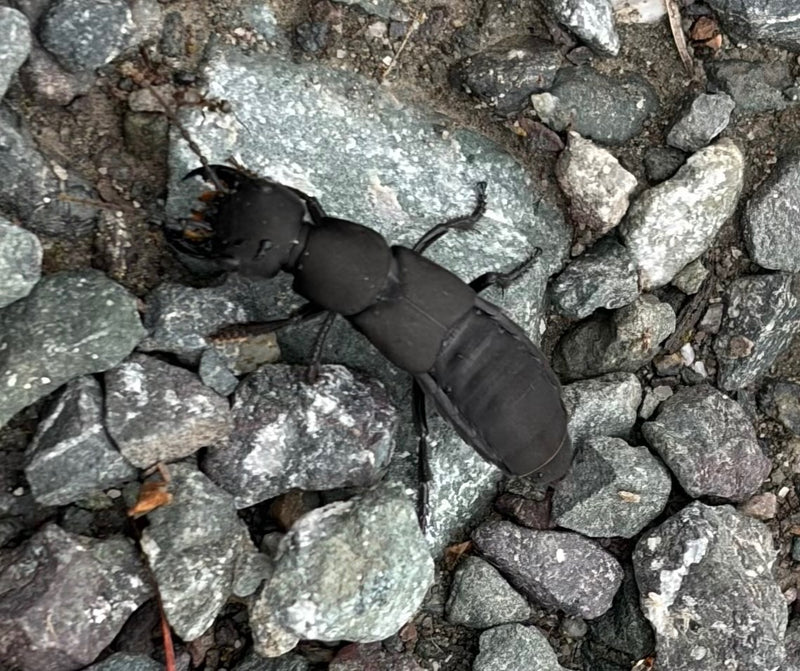 Ein Schwarzer Moderkäfer sitzt auf einem steinigen Untergrund und zeigt seine charakteristische dunkle Färbung.