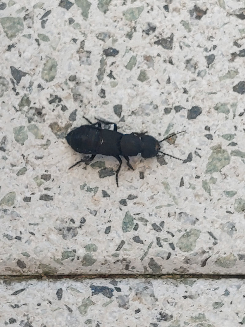Schwarzer Moderkäfer — Bild 1