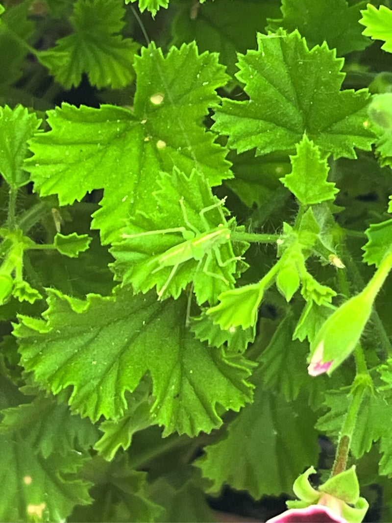 Auf der Aufnahme ist eine grüne Heupferd-Nymphe zu sehen, die auf einem grünen Blatt sitzt. Die Perspektive von oben zeigt das Insektenjungtier in seiner nat...