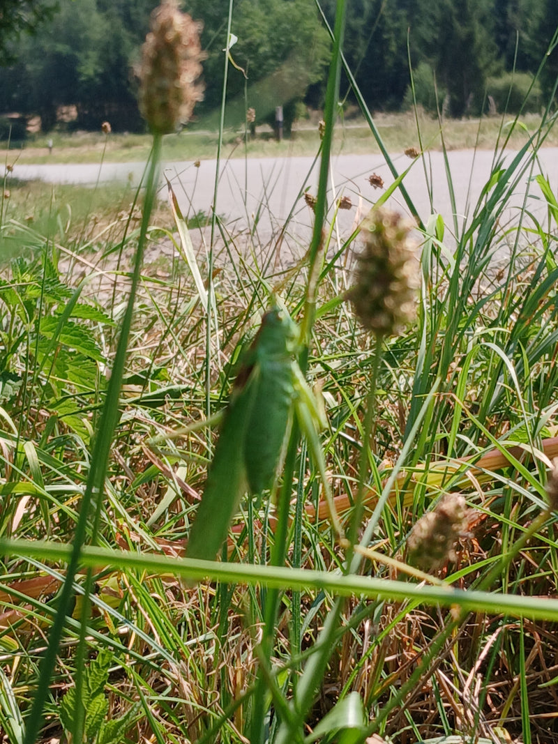 Ein Grünes Heupferd sitzt in seitlicher Ansicht im dichten Gras einer Wiese. Die grüne Heuschrecke ist gut zwischen den Halmen zu erkennen.