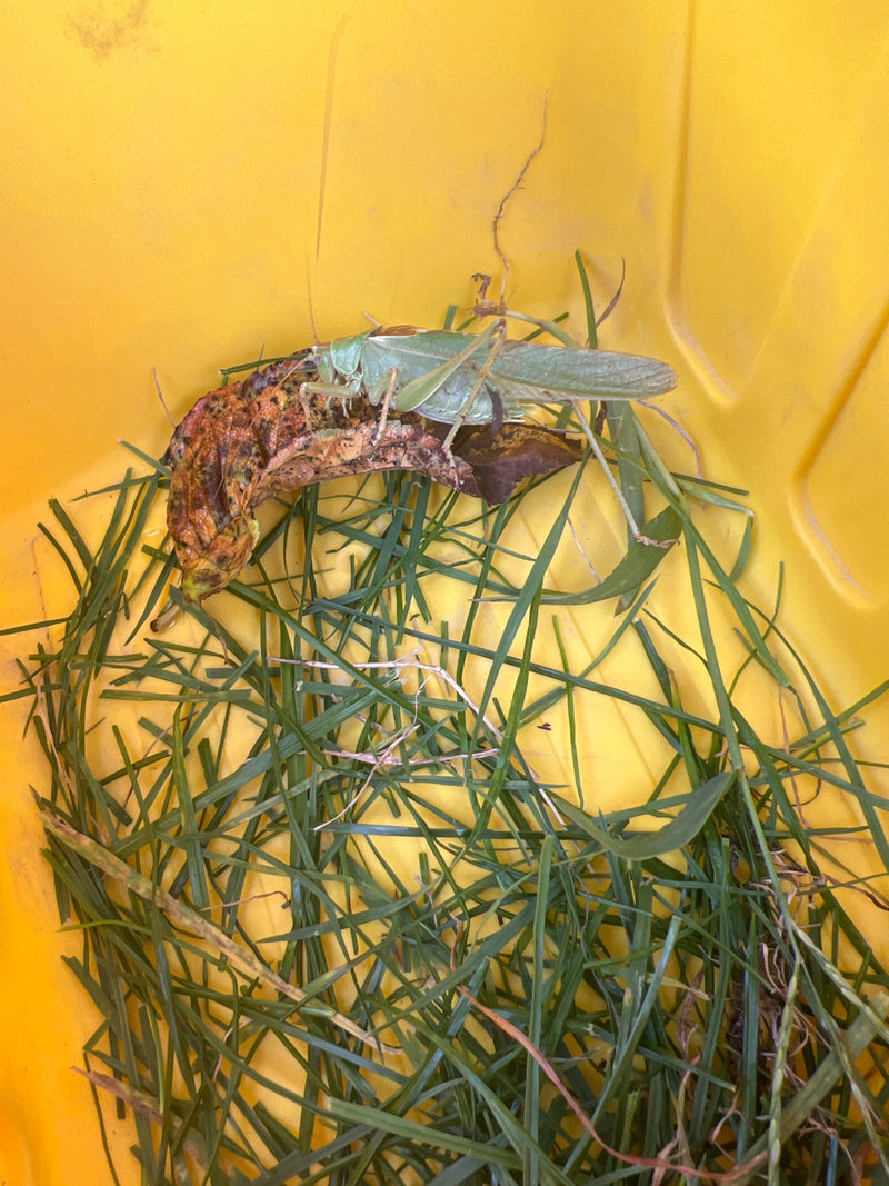 Ein Grünes Heupferd sitzt auf einem vertrockneten Blatt in einem gelben Behälter mit Gras. Das Insekt ist gut erkennbar und zeigt seine typische grüne Färbung.