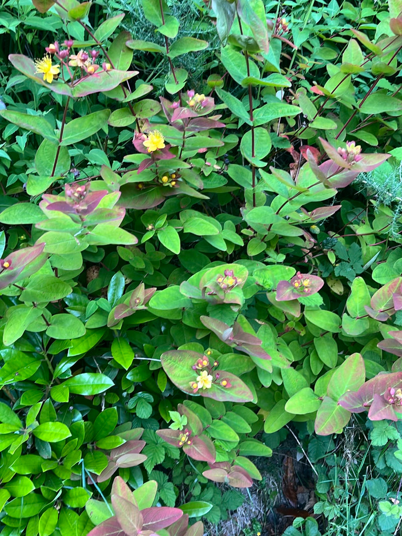 Großkelchiges Johanniskraut — Bild 1