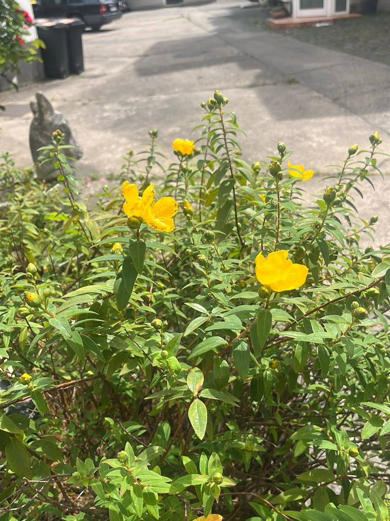 Großkelchiges Johanniskraut — Bild 3