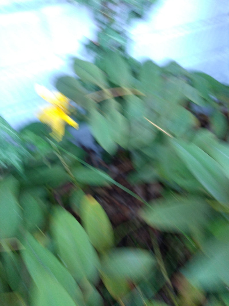 Großkelchiges Johanniskraut — Bild 5