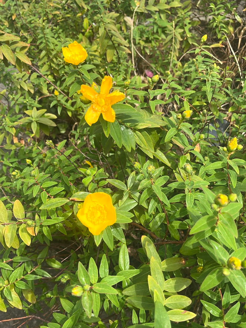 Großkelchiges Johanniskraut — Bild 2