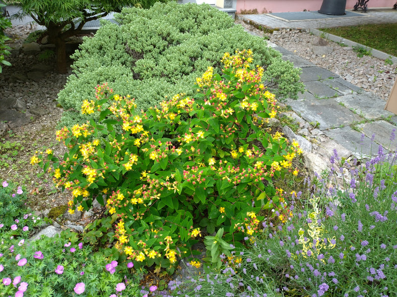 Großkelchiges Johanniskraut — Bild 4