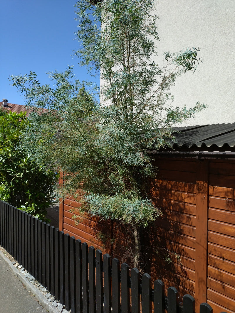 Gunn-Eukalyptus — Bild 2