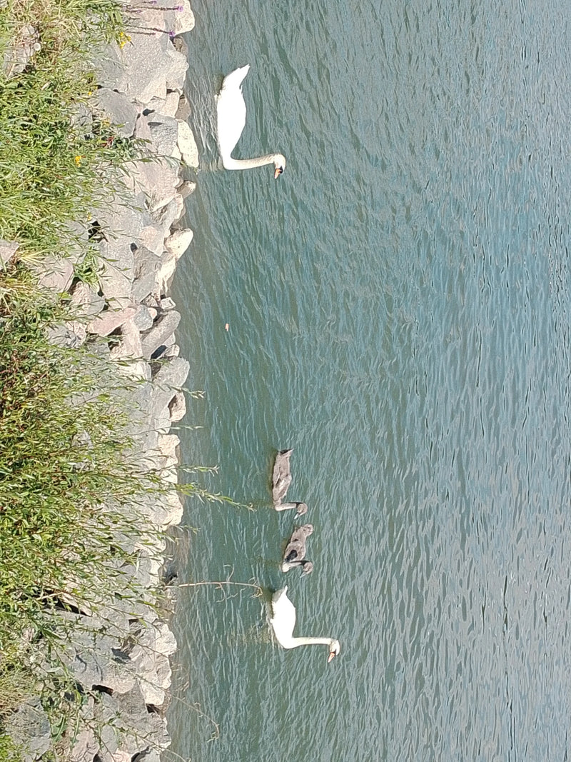 Auf dem Wasser nahe eines steinigen Ufers schwimmen zwei weiße Höckerschwäne zusammen mit mehreren grauen Jungtieren. Die Tiere sind aus der Vogelperspektive...