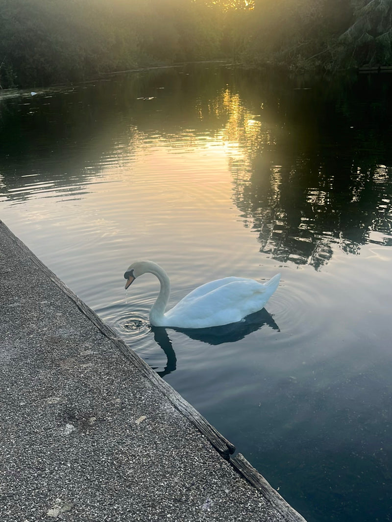 Höckerschwan — Bild 5