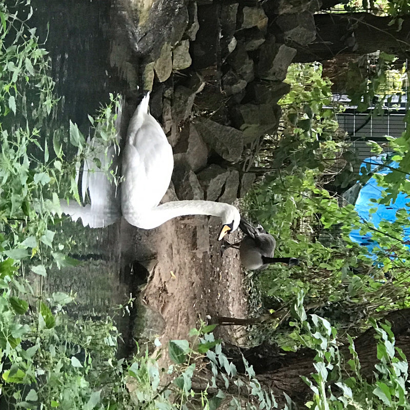 Ein Höckerschwan steht am steinigen Ufer eines Gewässers, während im Hintergrund eine Kanadagans zu erkennen ist. Das weiße Gefieder des Schwans hebt sich de...