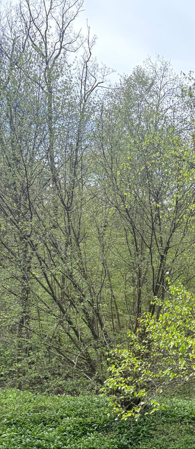 Hänge-Birke — Bild 2