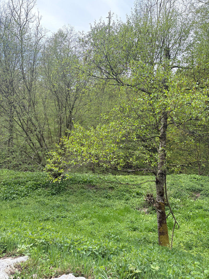 Hänge-Birke — Bild 5