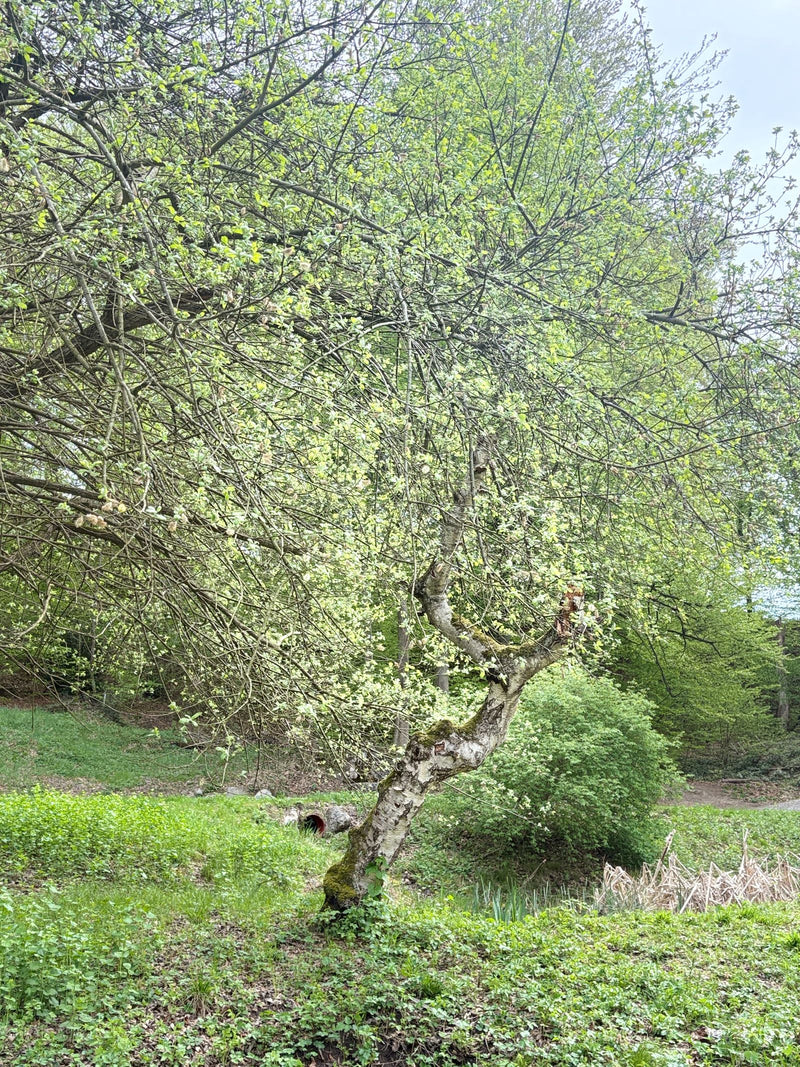 Hänge-Birke — Bild 1
