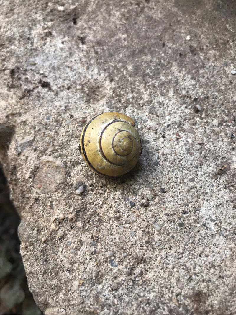 Zu sehen ist eine Hain-Bänderschnecke mit einem gelben, schwarz gebänderten Gehäuse, die auf einem rauen Steinboden ruht.