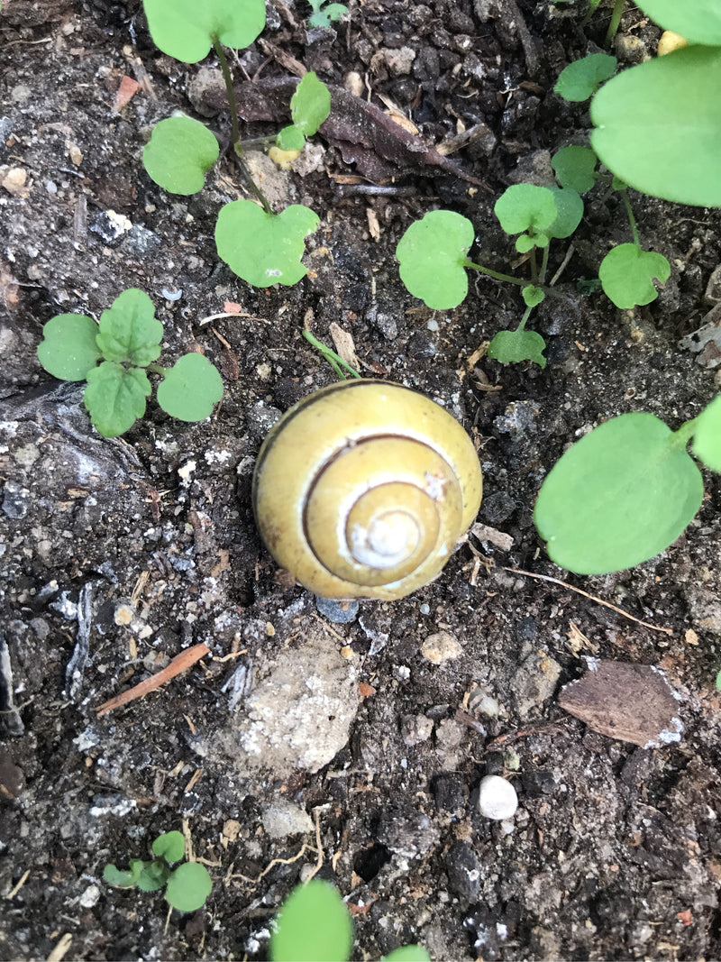 Auf dem dunklen Erdboden liegt eine gelbe Hain-Bänderschnecke mit auffälligen dunklen Bändern. Umgeben ist das Tier von kleinen grünen Keimlingen.