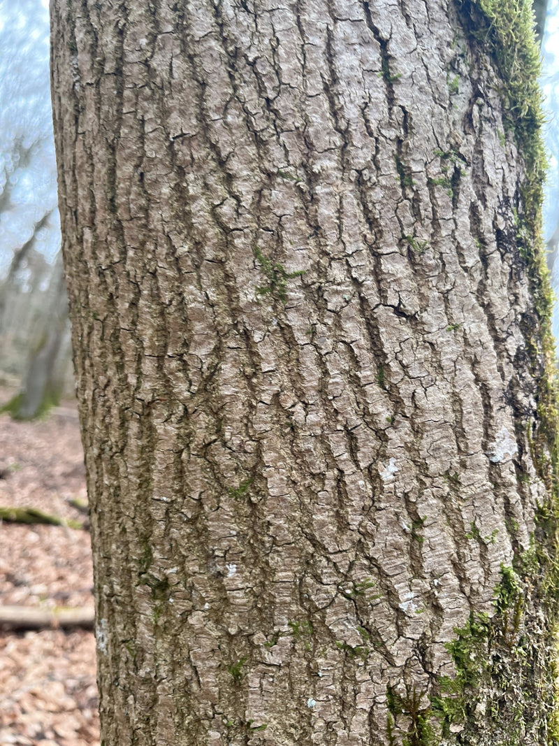 Hainbuche — Bild 1