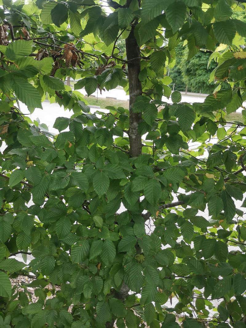 Hainbuche — Bild 5