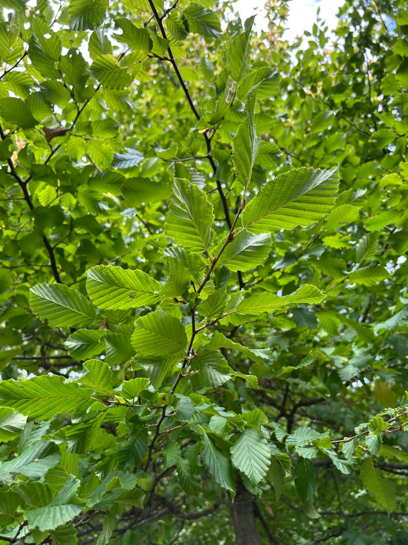 Hainbuche — Bild 1