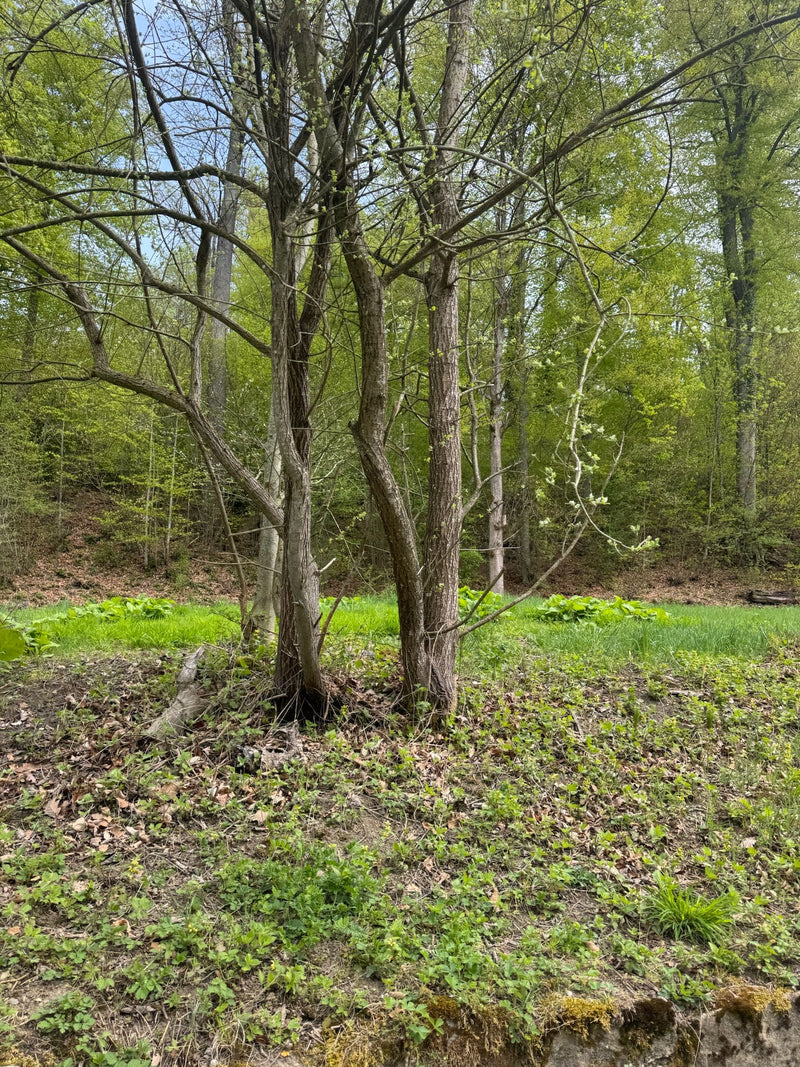 Hainbuche — Bild 3