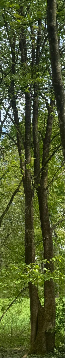 Hainbuche — Bild 5
