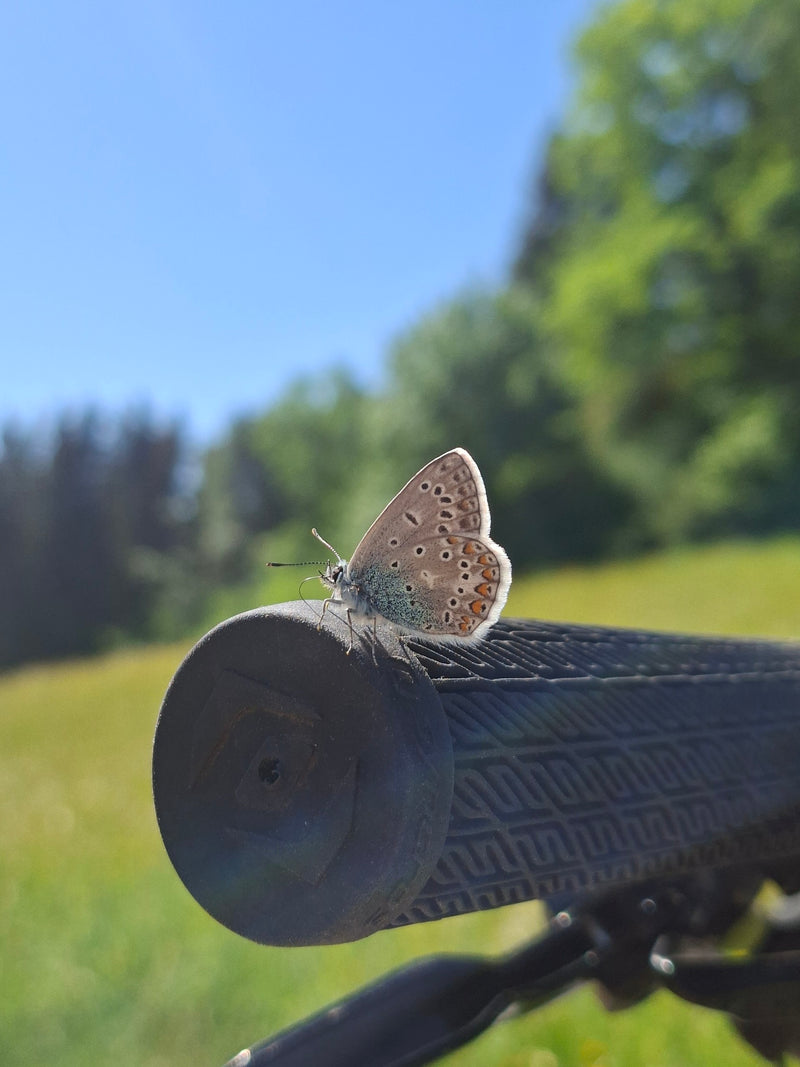Hauhechel-Bläuling — Bild 4