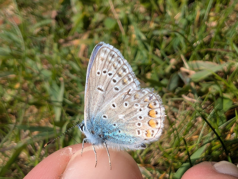 Hauhechel-Bläuling — Bild 3