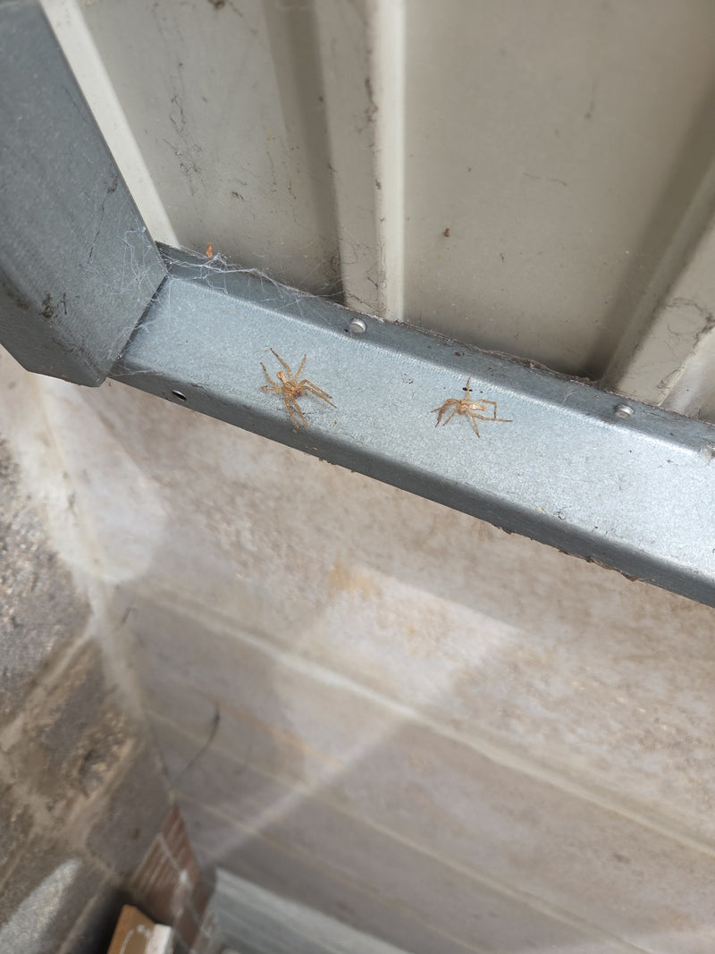 Haus-Feldspinne — Bild 4
