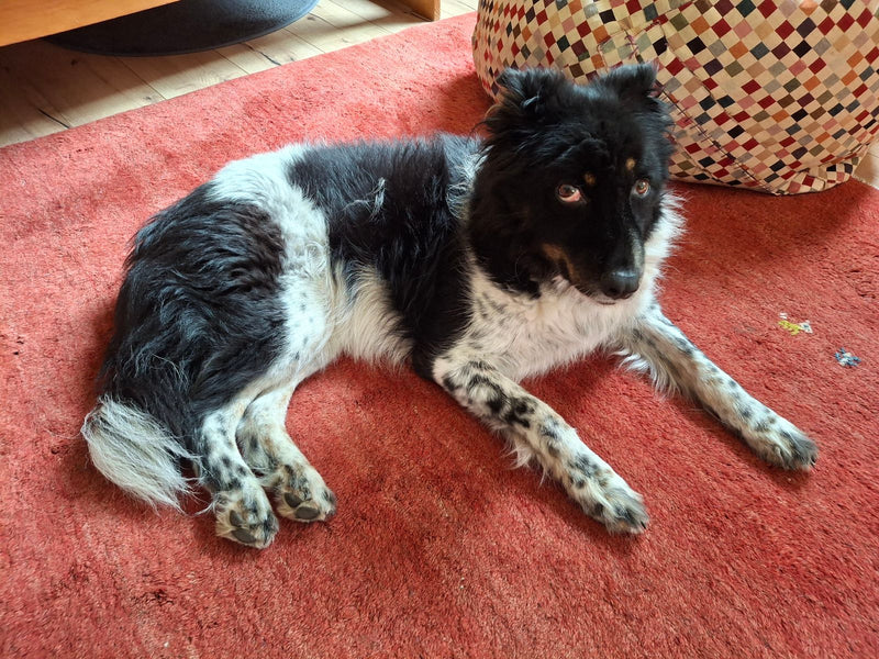 Haushund — Bild 5