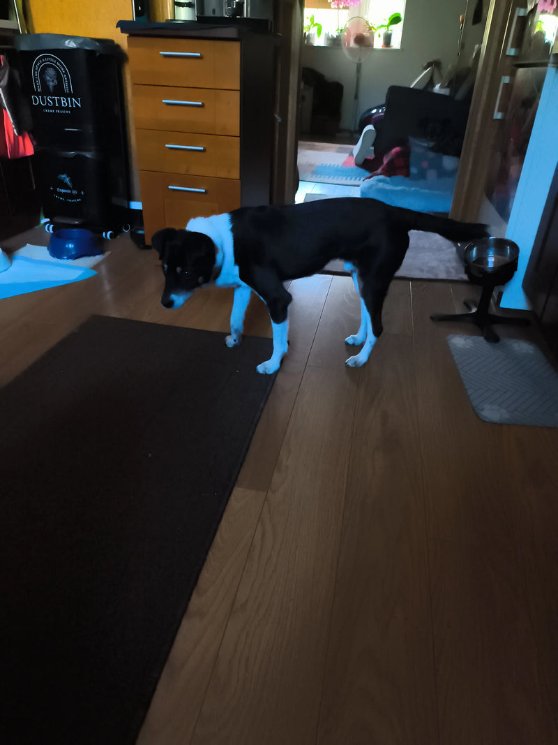 Ein schwarz-weißer Hund steht auf dem Holzboden in einem Innenraum. Er blickt aufmerksam nach links unten.