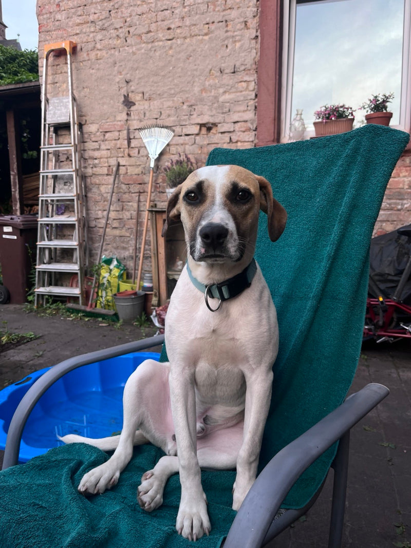 Haushund — Bild 1