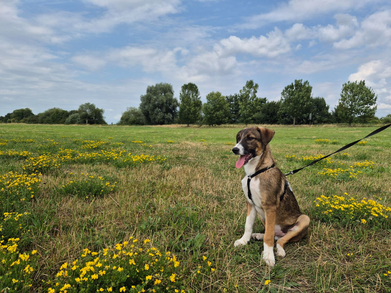 Haushund — Bild 4