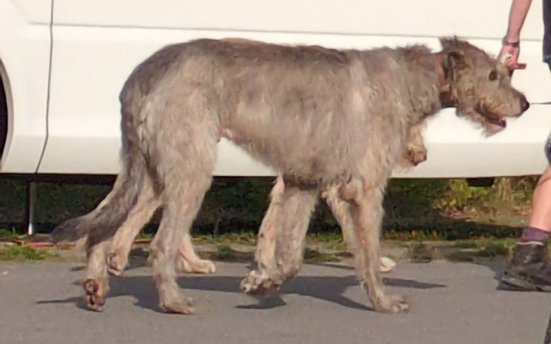 Ein großer, rauhaariger Haushund geht im Profil auf einer Asphaltfläche. Im Hintergrund ist ein weißes Fahrzeug erkennbar.