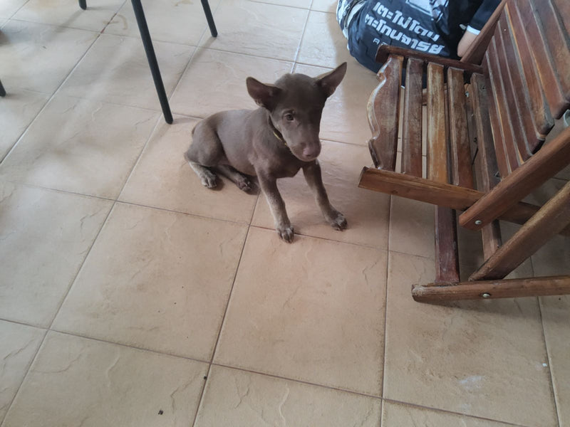 Ein brauner Haushund sitzt auf einem hellen Fliesenboden neben einem Holzstuhl. Das Tier blickt aufmerksam nach vorne.