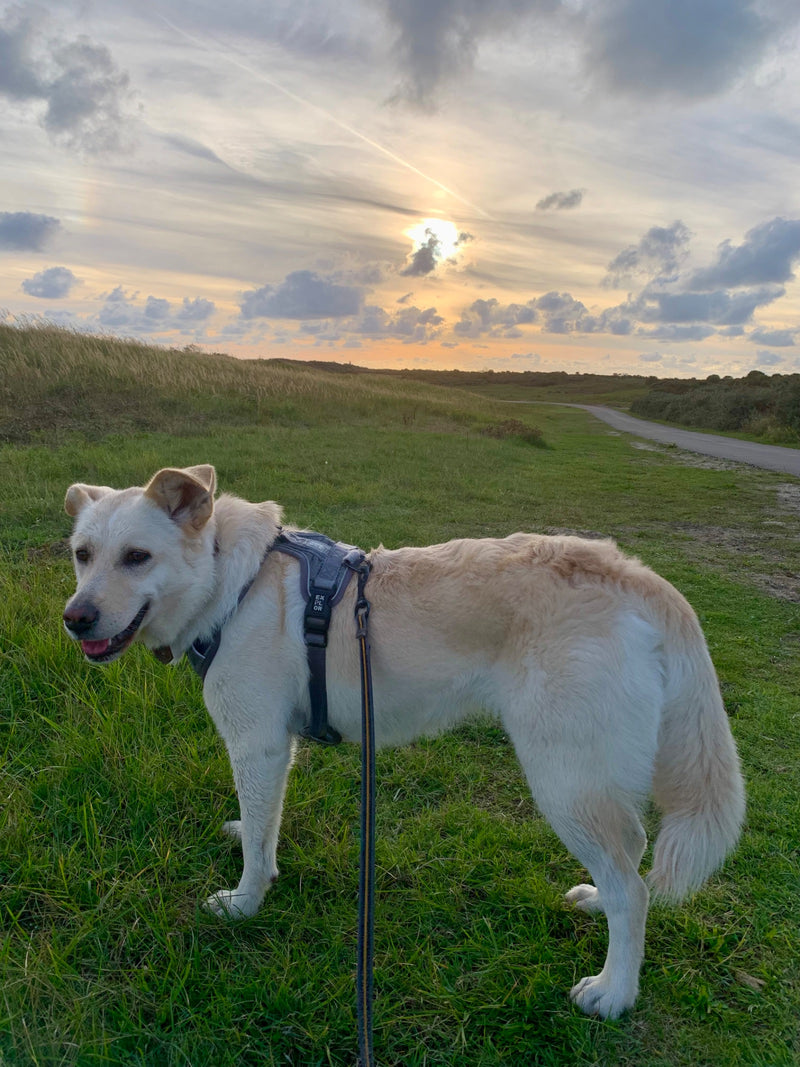 Ein hellfiver Haushund mit Geschirr steht im Profil auf einer grünen Wiese. Im Hintergrund ist eine weite Landschaft mit bewölktem Abendhimmel zu sehen.
