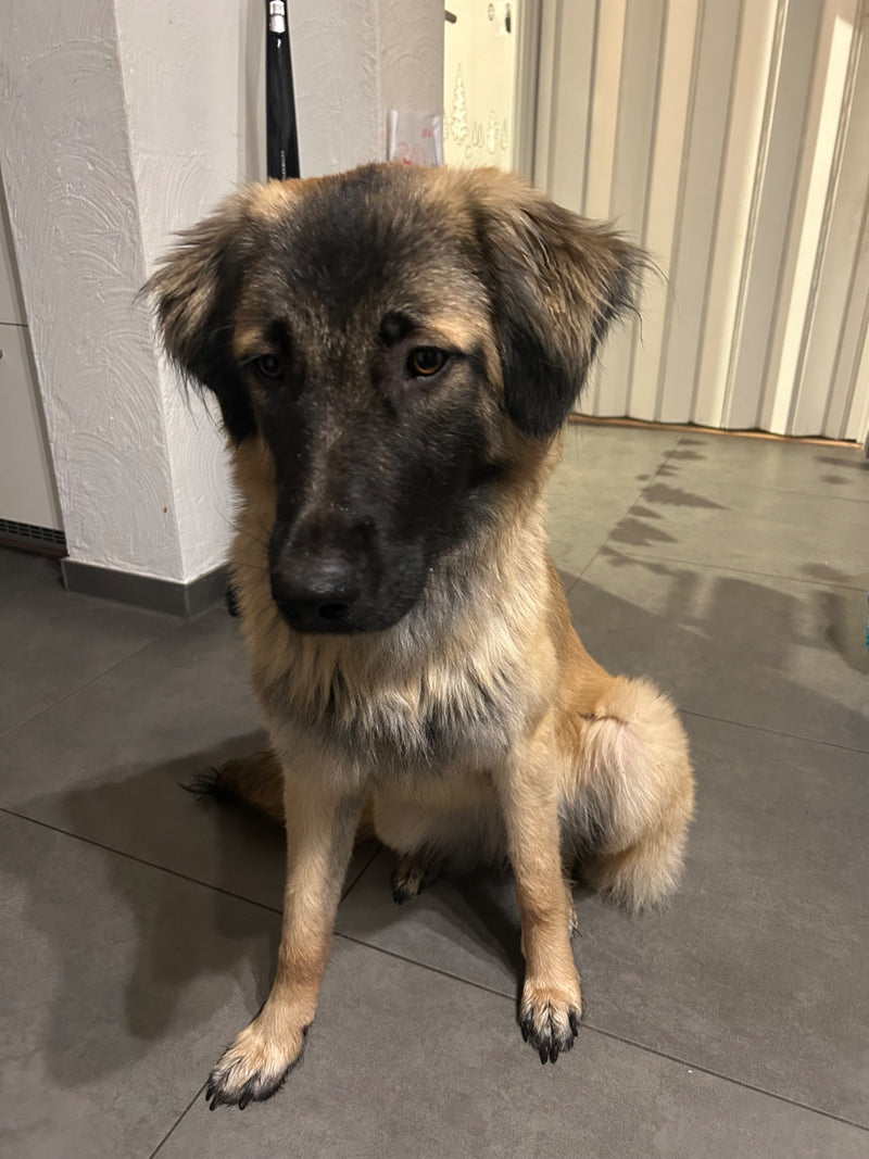 Ein braun-schwarzer Haushund sitzt auf einem gefliesten Boden in einem Innenraum und blickt nachdenklich nach vorne.