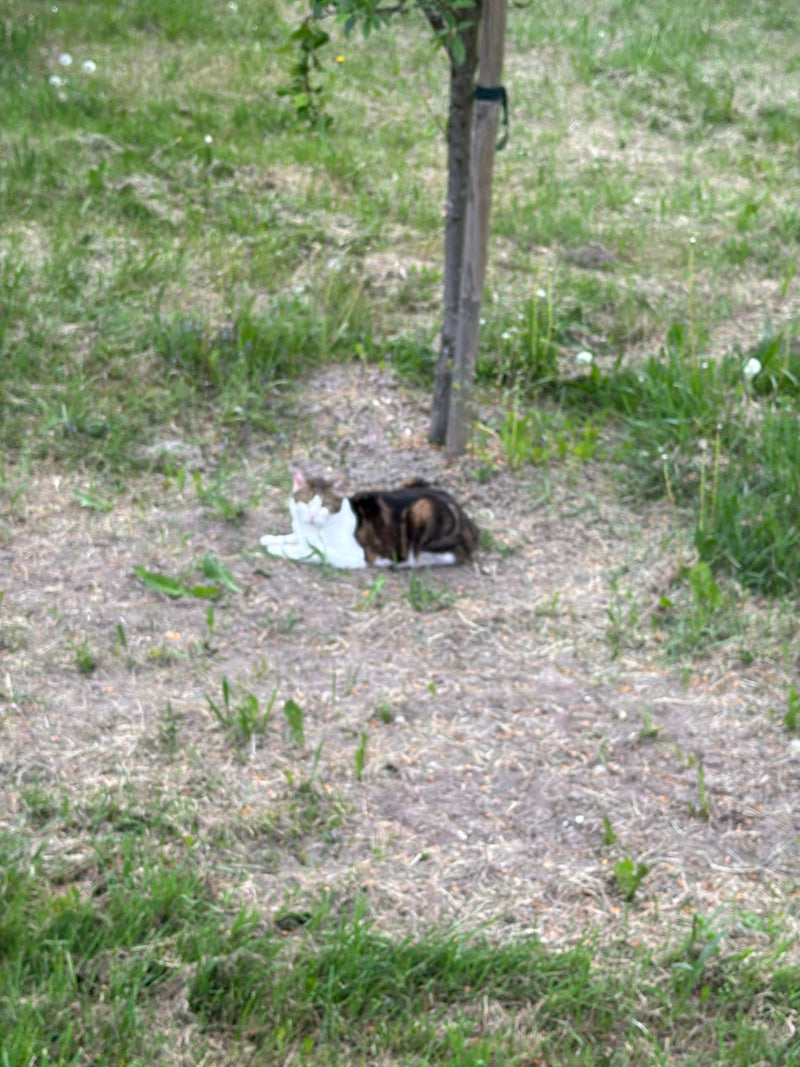 Eine getigerte Hauskatze liegt entspannt auf einer Wiese im Gras nahe einem Baumstamm. Das Tier ruht auf dem Boden.