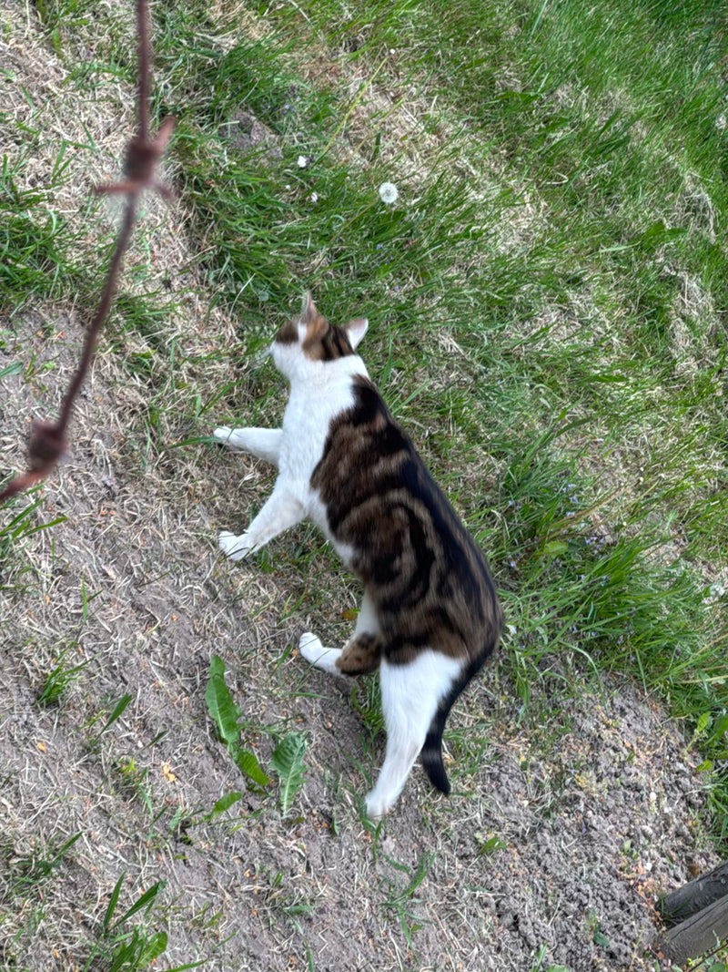 Hauskatze — Bild 1