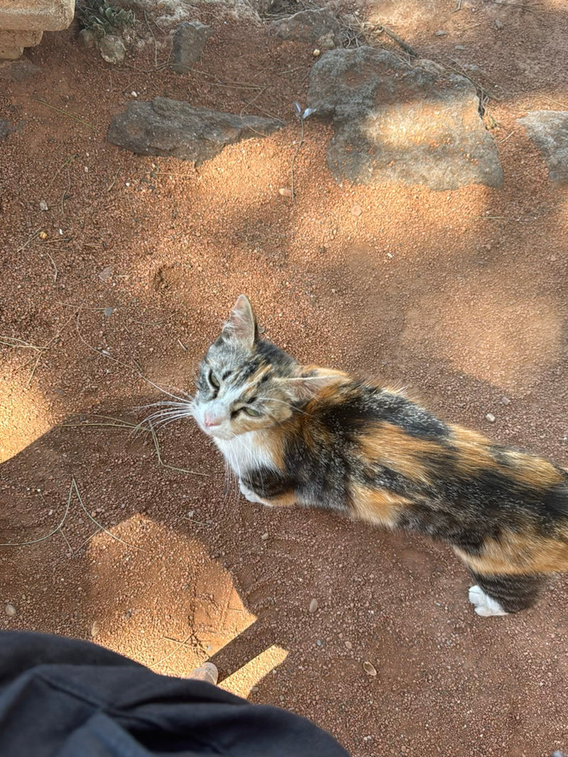 Eine dreifarbige Hauskatze steht auf einem erdigen, roten Untergrund mit einigen Steinen. Das Tier blickt nach oben in die Kamera.