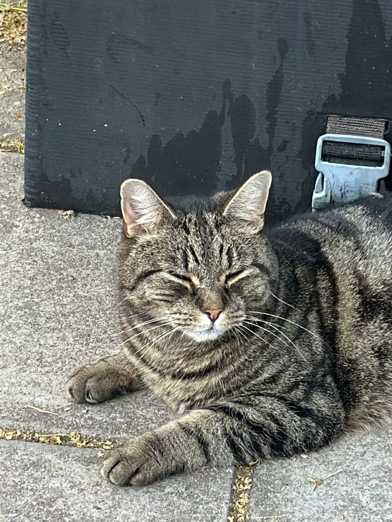 Hauskatze — Bild 2