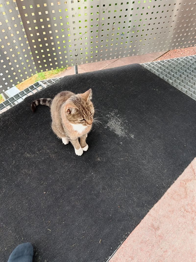 Eine getigerte Hauskatze mit weißer Brust sitzt auf einer dunklen Fußmatte. Die Aufnahme erfolgt aus der Vogelperspektive auf einem Balkon.
