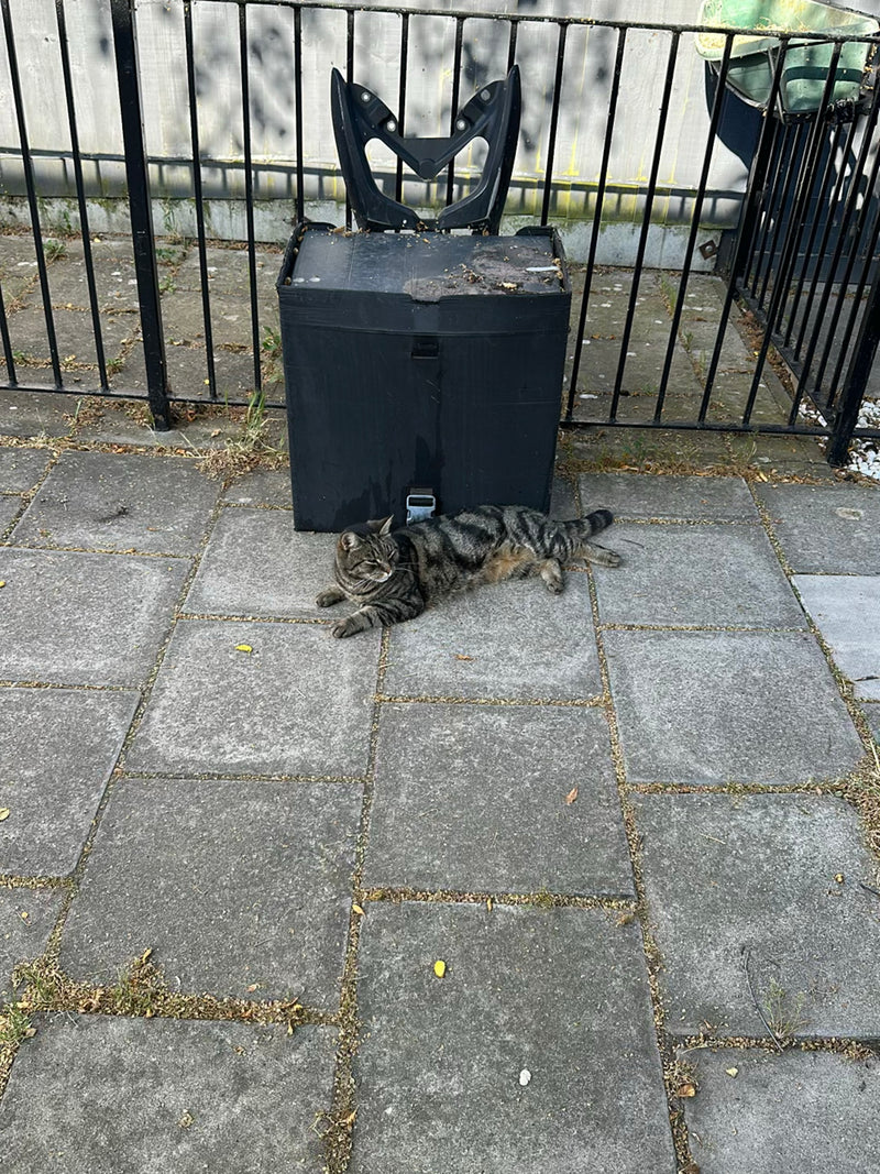 Hauskatze — Bild 5