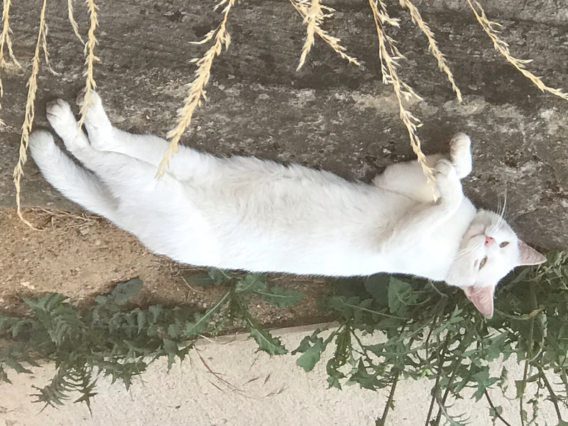 Eine weiße Hauskatze liegt entspannt auf dem Rücken an einer Steinmauer. Im Vordergrund sind einige Pflanzen und trockene Gräser zu sehen.