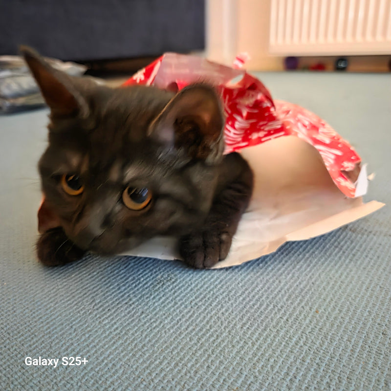 Eine junge schwarze Hauskatze liegt in einer roten Geschenktüte auf einem Teppichboden. Sie blickt aufmerksam nach vorne.