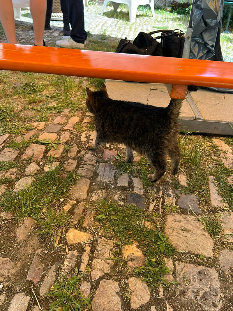 Hauskatze — Bild 4