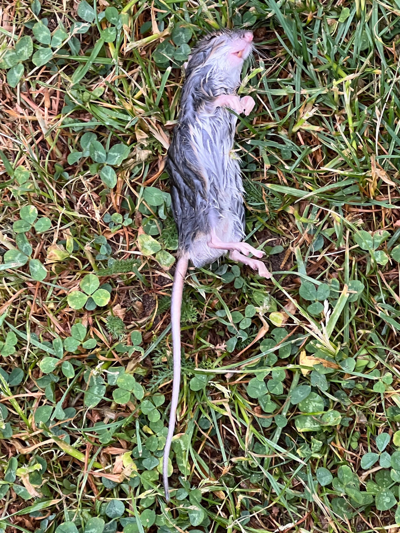 Hausmaus — Bild 1
