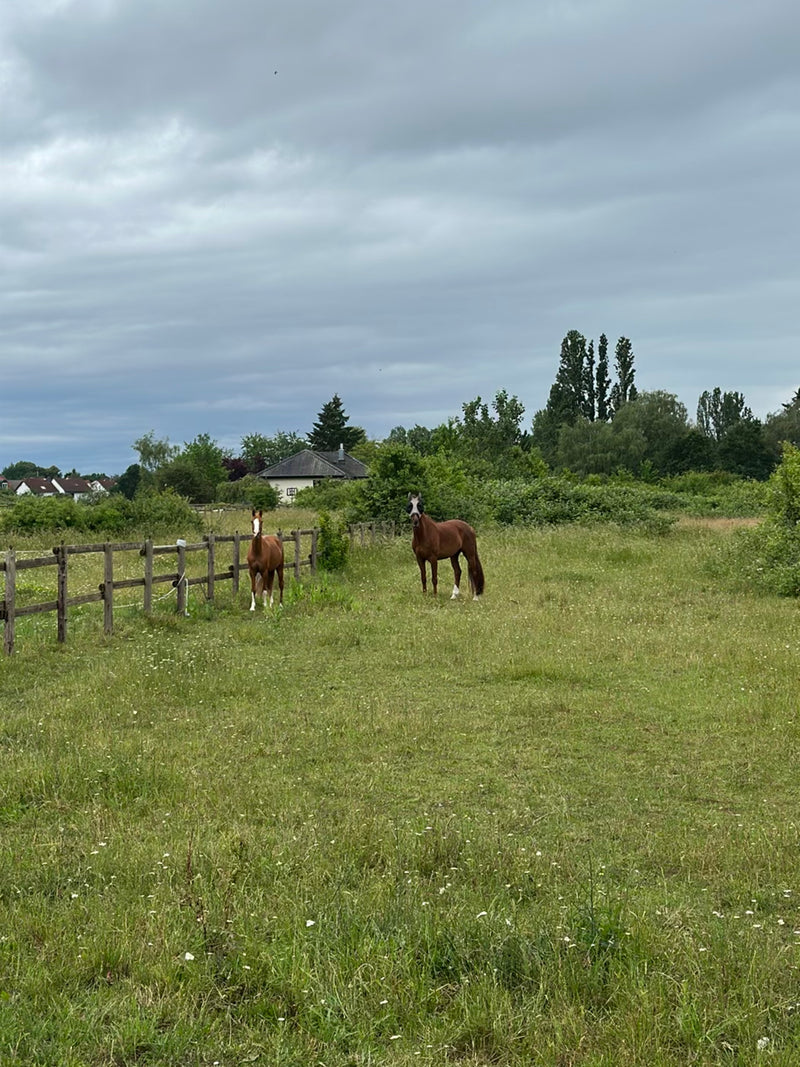 Hauspferd — Bild 3