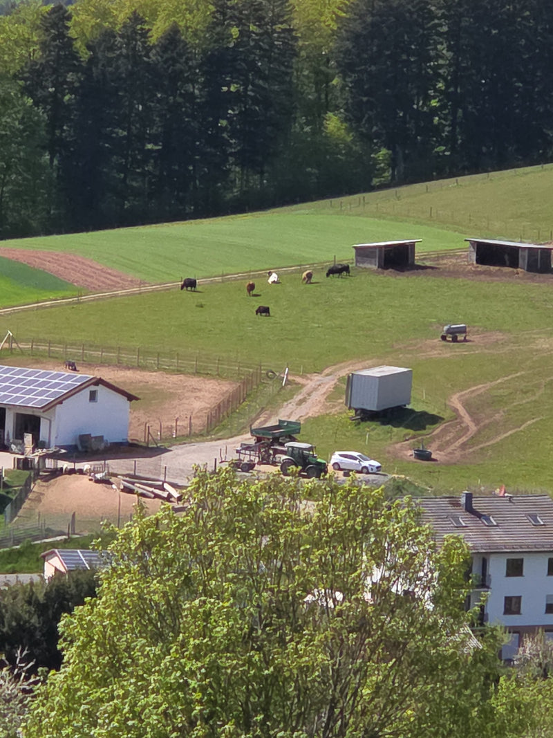 Hausrind — Bild 1