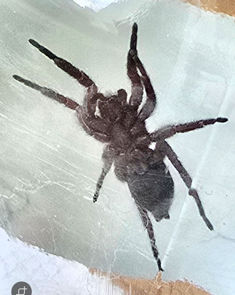 Hauszwirbelspinne — Bild 2